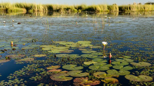 Mit dem Boot geht es zwischen Seerosenfeldern, Wassernüssen und Ried hindurch ins Okavangodelta.