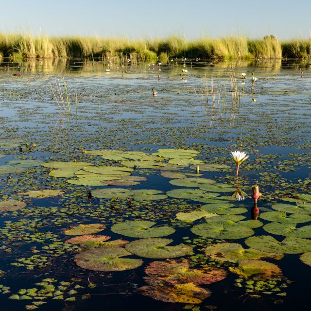 Mit dem Boot geht es zwischen Seerosenfeldern, Wassernüssen und Ried hindurch ins Okavangodelta.