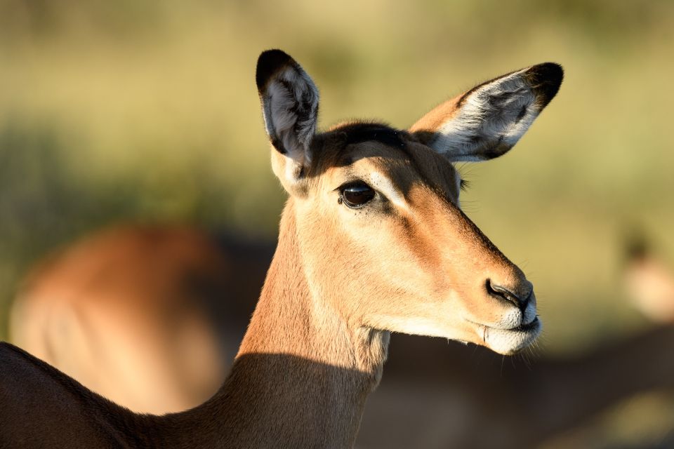 Impala im Morgenlicht, Savuti, Chobe National Park, Botswana
