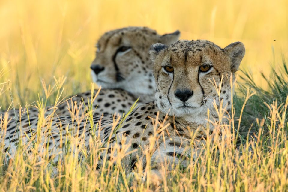 Schnelle Katzen im Doppelpack: Die beiden Geparden ruhten auf einem Termitenhügel in Savuti
