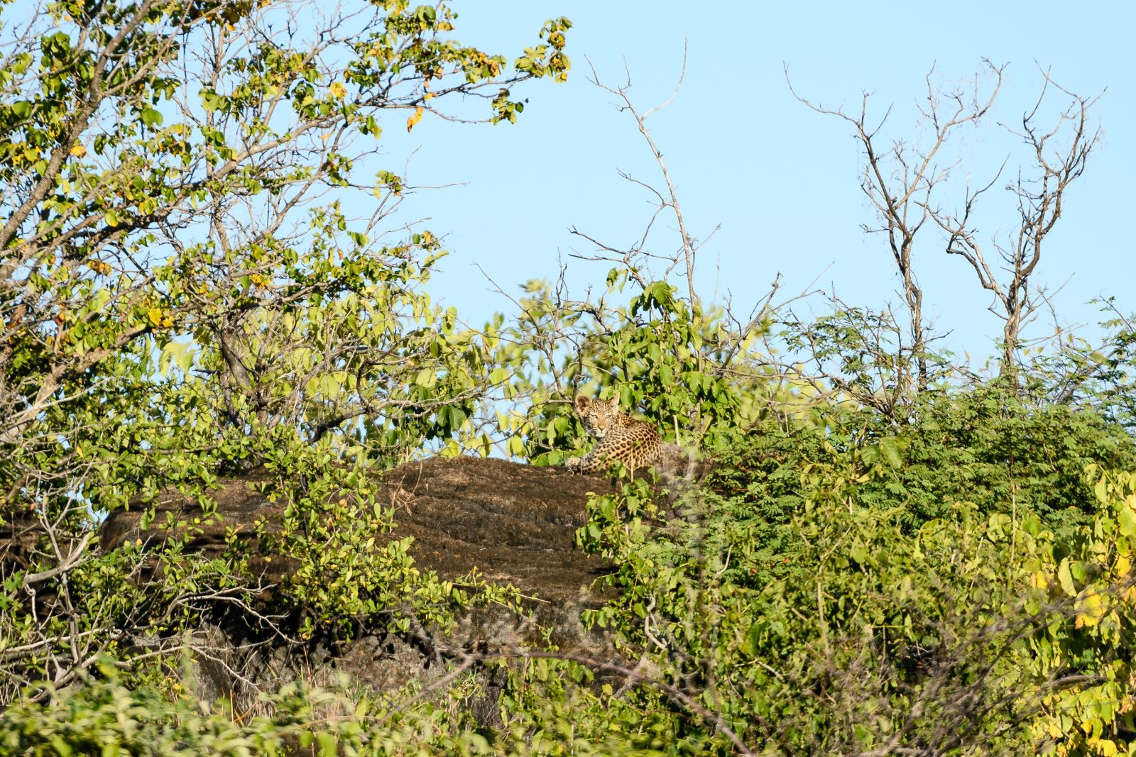Gut getarnt: junger Leopard, Savuti, Chobe National Park, Botswana