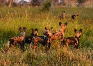 Afrikanische Wildhunde nach der Jagd im Abendlicht, Khwai Community Area, Okavango-Delta, Botswana
