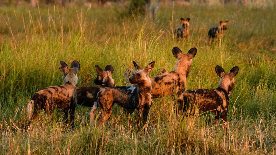 Afrikanische Wildhunde nach der Jagd im Abendlicht