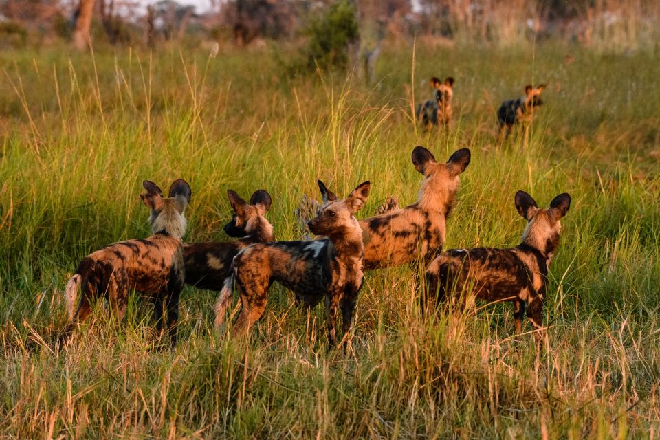 Afrikanische Wildhunde nach der Jagd im Abendlicht
