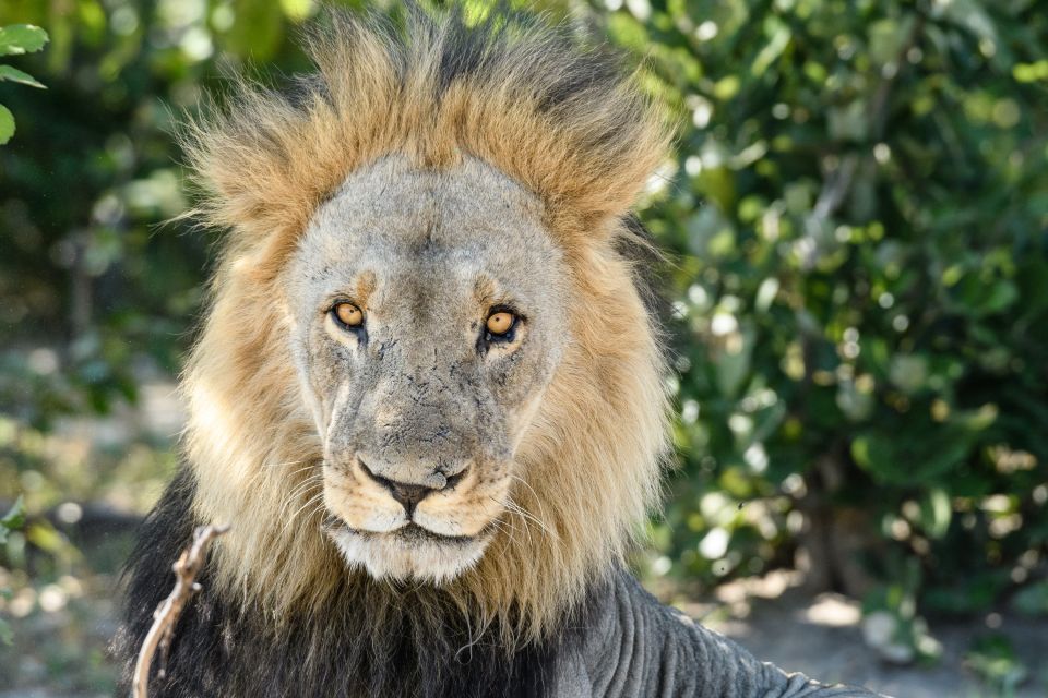 Schattenplatz bevorzugt: Ein Löwenmännchen hebt kurz den Kopf und beschließt dann, dass wir nicht weiter von Interesse sind.