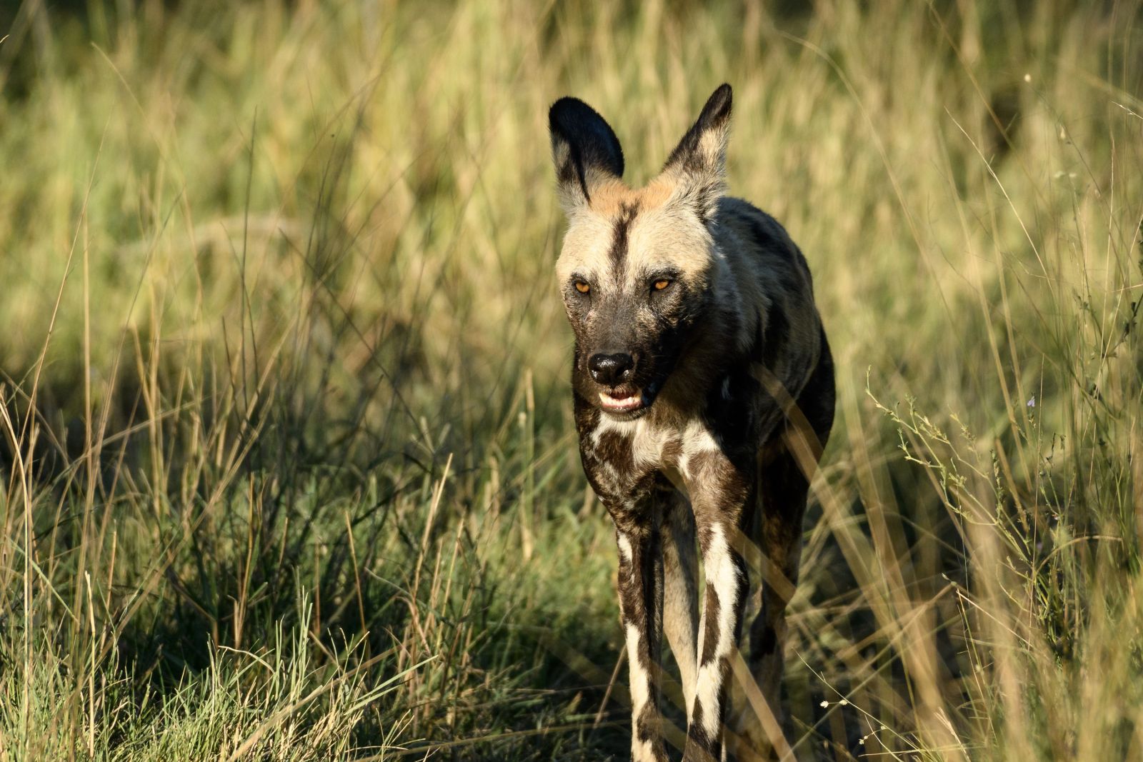 Afrikanischer Wildhund, Moremi Game Reserve, Okavango-Delta, Botswana
