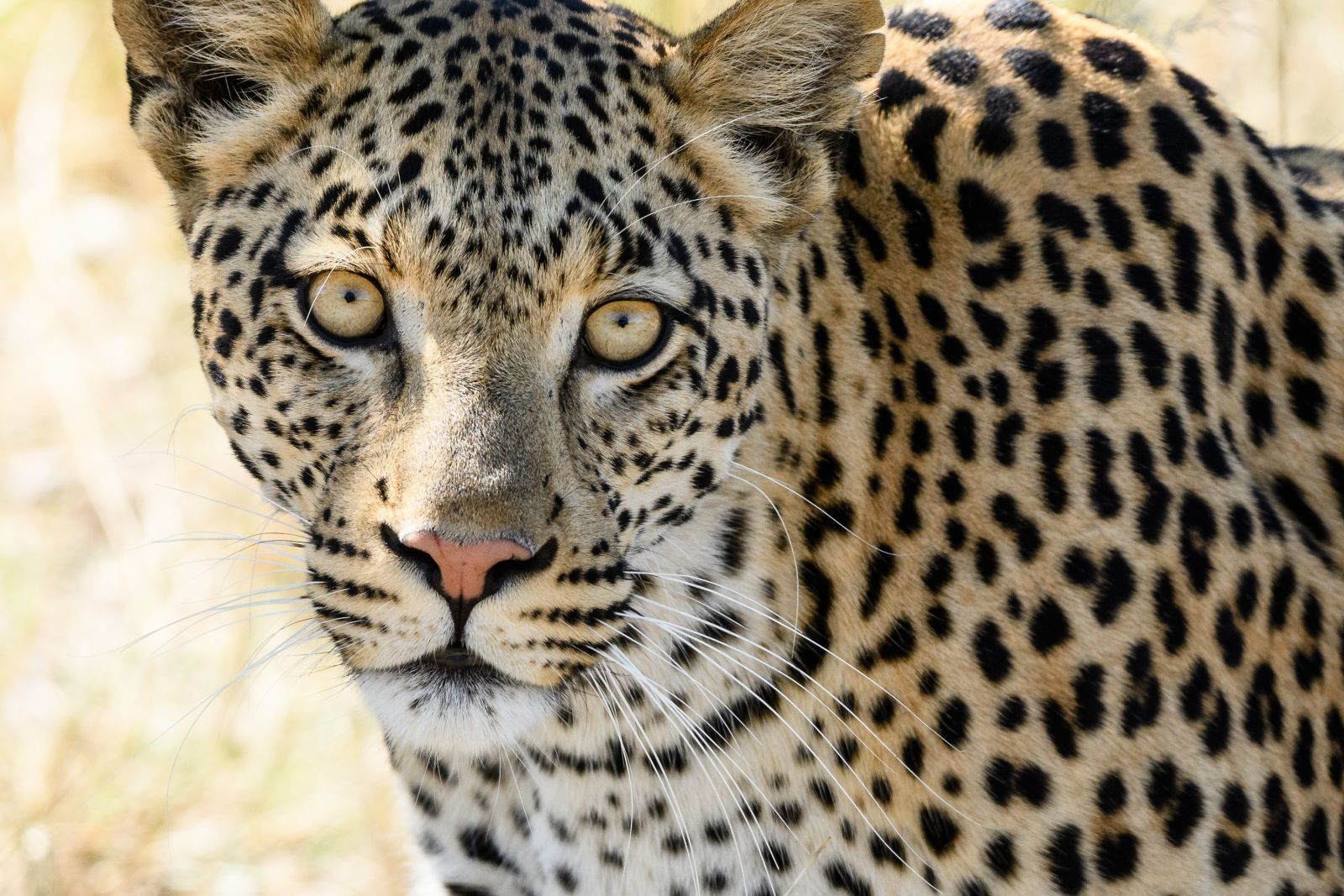 Leopardin, Moremi Game Reserve, Okavango-Delta, Botswana