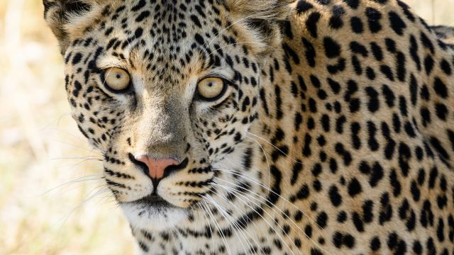 Leopard im Moremi-Reservat