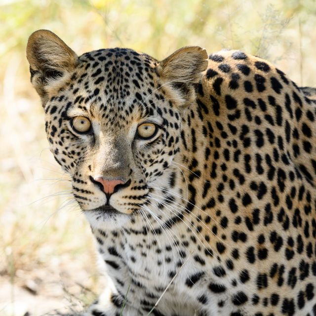 Charakterkopf: Leopardin, Moremi Game Reserve