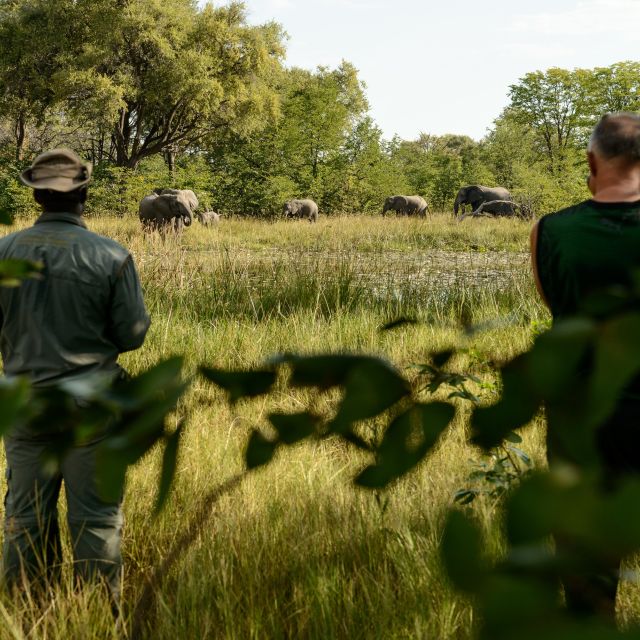 Elefanten kommen zum Trinken an den Wasserlauf direkt am Camp, Khwai Community Area, Okavango-Delta, Botswana