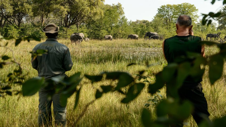 Hoher Besuch am Nachmittag: Eine Elefantenfamilie kommt zum Trinken an den Wasserlauf direkt am Camp.