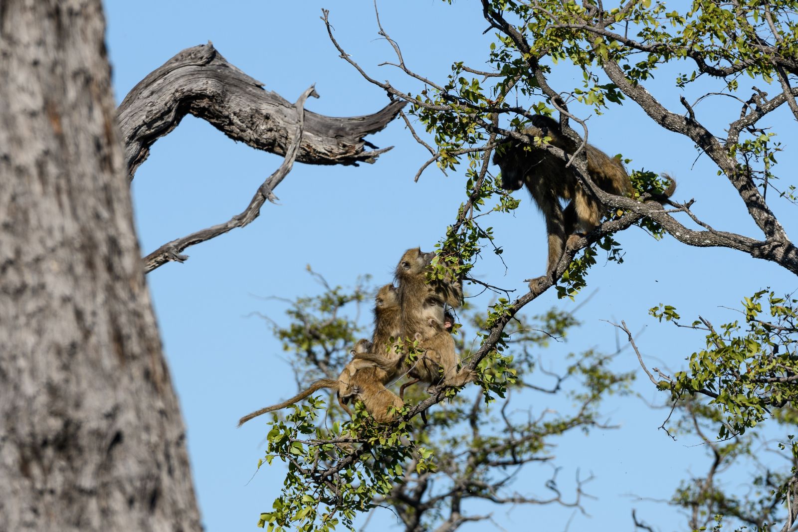 Aggressivität unter Pavianen: Ein wütendes Männchen (rechts) versucht, Weibchen mit Jungtieren von einem Baum zu vertreiben. Moremi Game Reserve, Okavango-Delta, Botswana