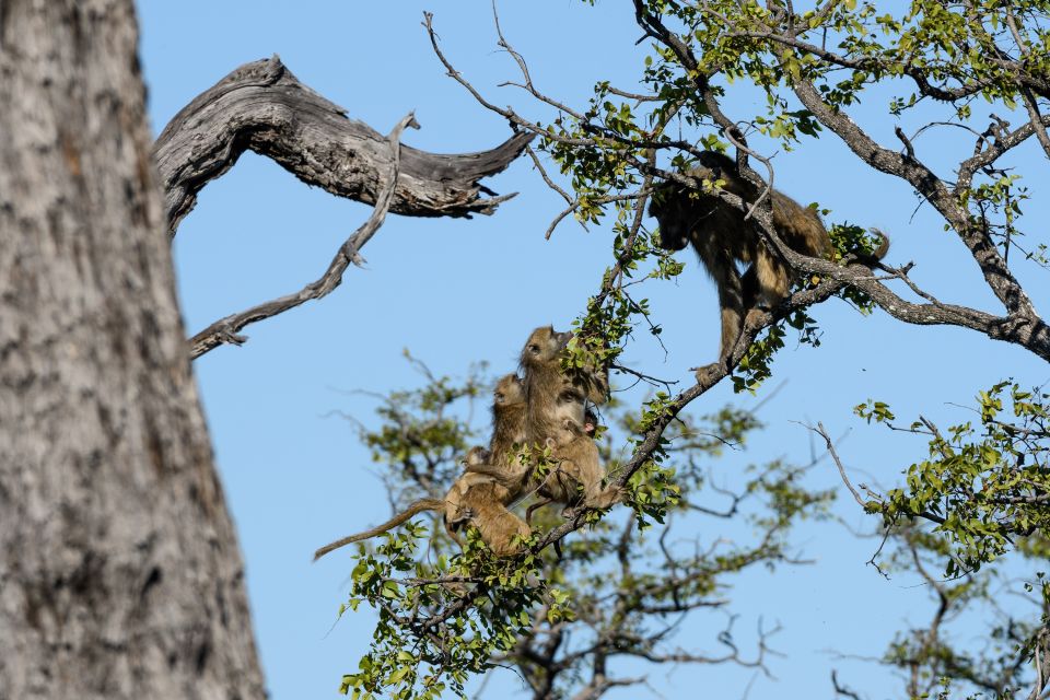 Aggressivität pur: Ein Pavianmännchen versucht, Weibchen mit Jungtieren von einem Baum zu vertreiben, in dem er vehement den Ast schüttelt, an den sich die Tiere verzweifelt klammern.