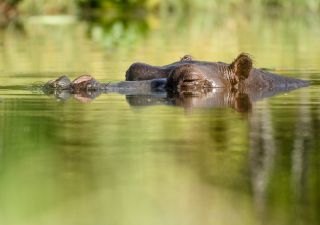 Flusspferd in einem der Kanäle am Khwai River, Khwai Community Area, Okavango-Delta, Botswana