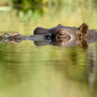 Flusspferd in einem der Kanäle am Khwai River, Khwai Community Area, Okavango-Delta, Botswana