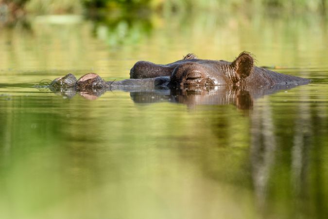 Flusspferd in einem der Kanäle am Khwai River, Khwai Community Area, Okavango-Delta, Botswana © Diamir