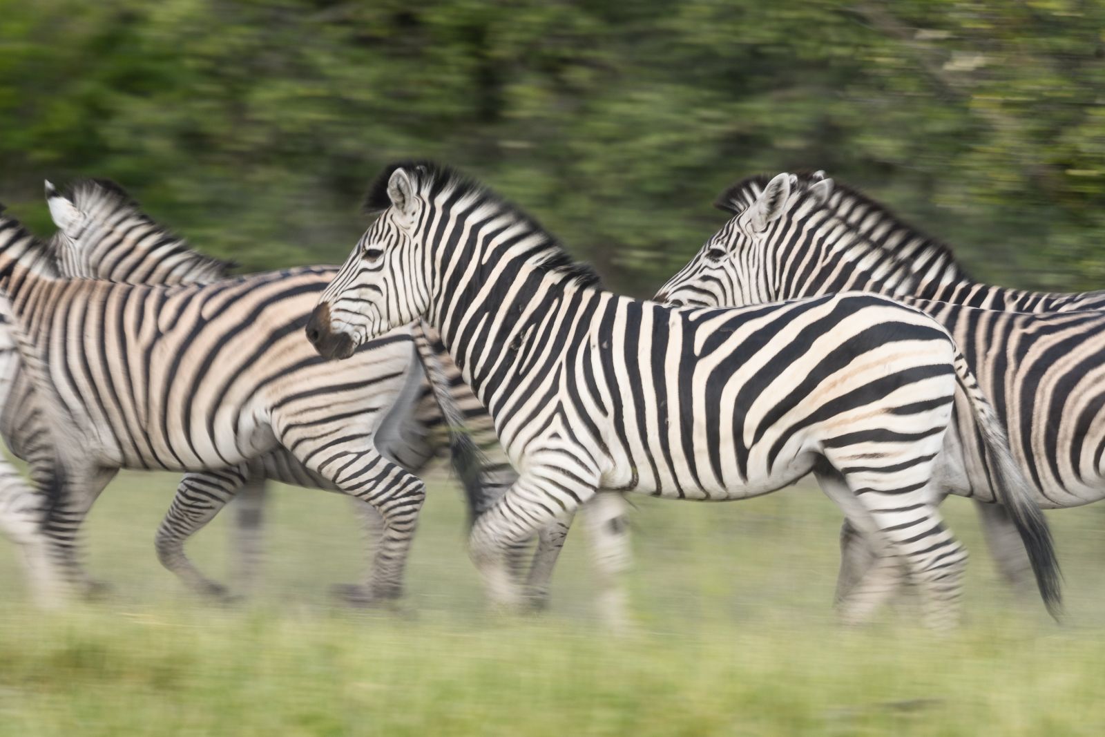 Zebras, Savuti, Chobe National Park, Botswana