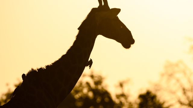Auch Giraffenfütterungen sind auf Voigtland möglich