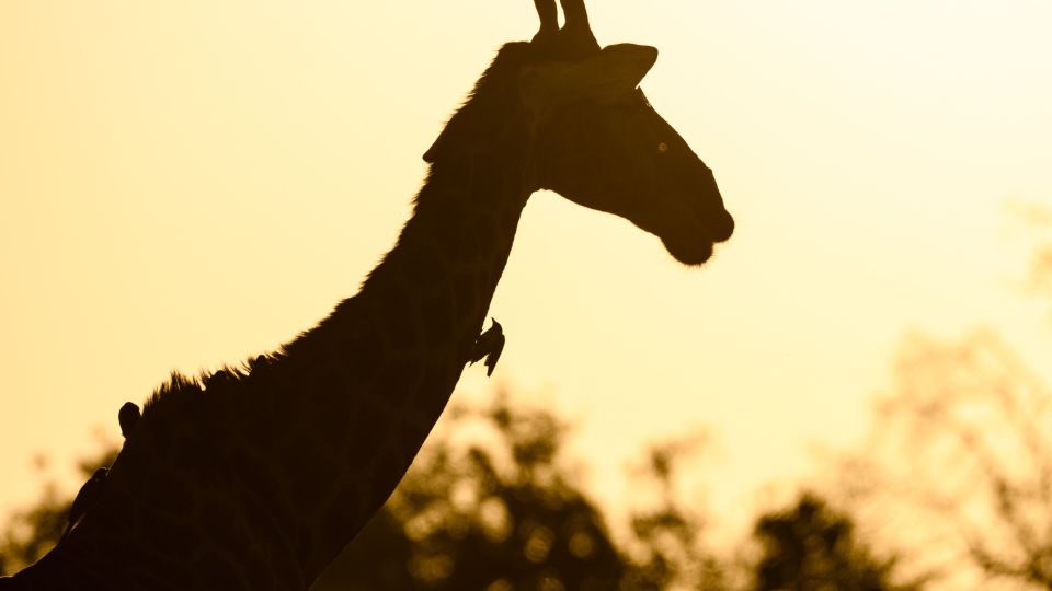 Giraffe im Gegenlicht mit Madenhackern am Hals, Moremi Game Reserve, Okavango-Delta, Botswana