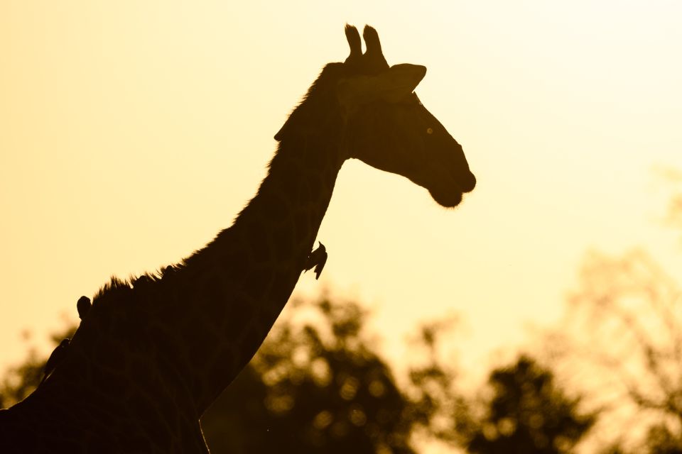 Schreitet in den Sonnenuntergang: Giraffe mit Madenhackern im Abendlicht.