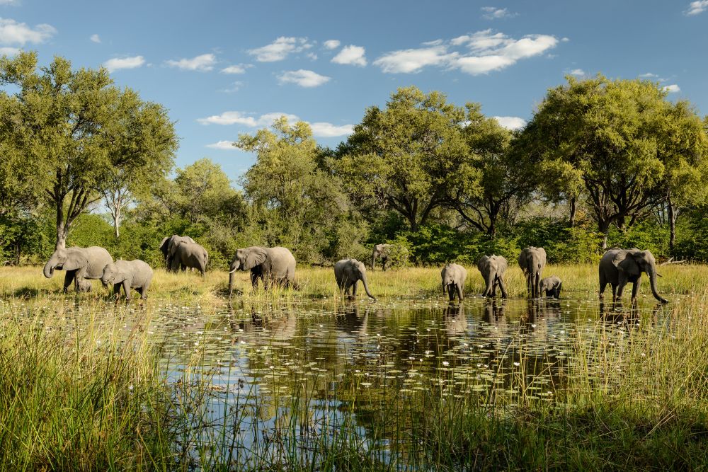Elefanten kommen zum Trinken an den Wasserlauf direkt beim Camp, Khwai Community Area, Okavango-Delta, Botswana