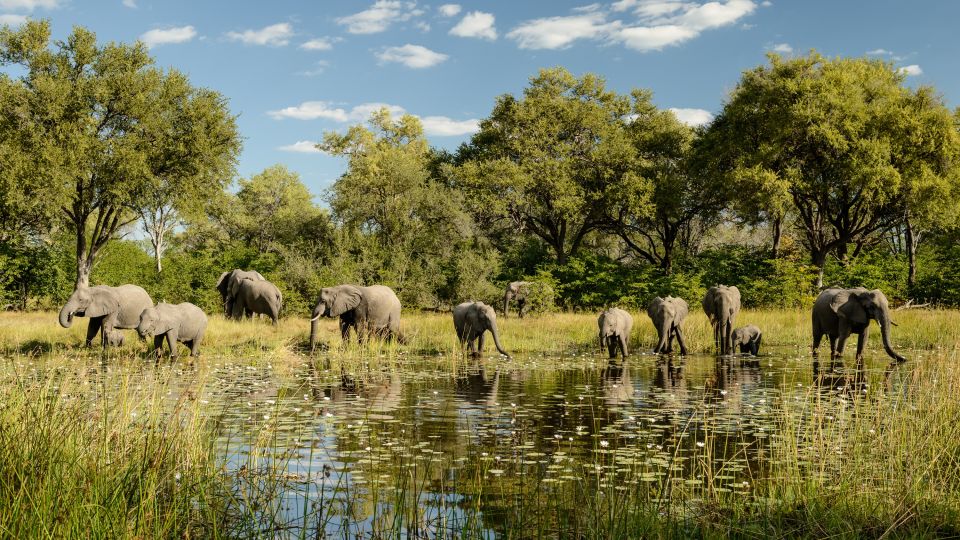 Elefanten kommen zum Trinken an den Wasserlauf direkt beim Camp, Khwai Community Area, Okavango-Delta, Botswana