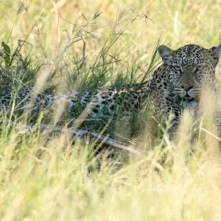 Leopardenmutter bei der Rast im Schatten, Savuti, Chobe National Park, Botswana