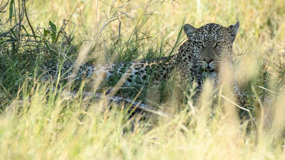 Die Leopardin, mutmaßlich die Mutter des Jungtiers, ruht nach einer erfolgreichen Jagd im Schatten.