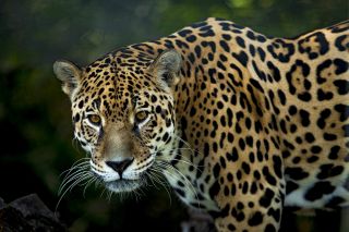 Die drittgrößte Katze der Welt, der Jaguar (Panthera onca)