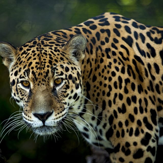 Die drittgrößte Katze der Welt, der Jaguar (Panthera onca)