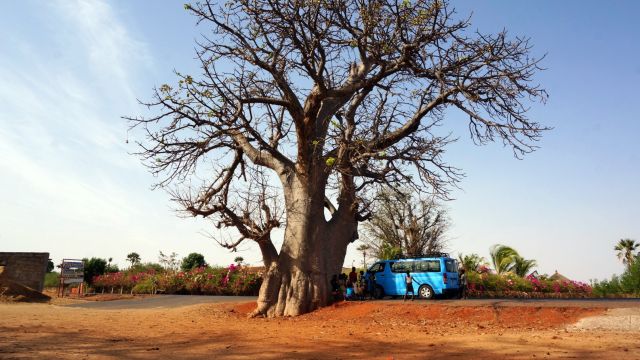 unser Bus am Baobab-Baum