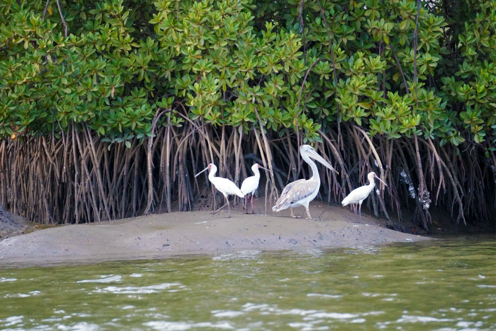 Pelikane am Gambia-Fluss