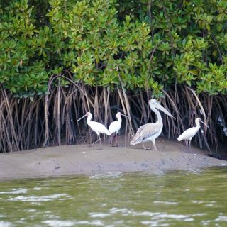 Pelikane am Gambia-Fluss
