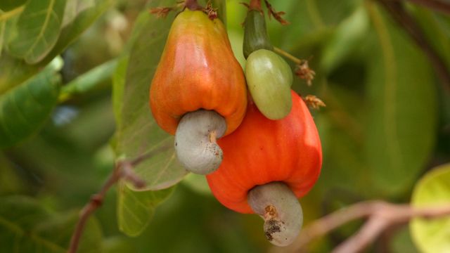 Cashew-Nuss-Baum mit Frucht und Nuss