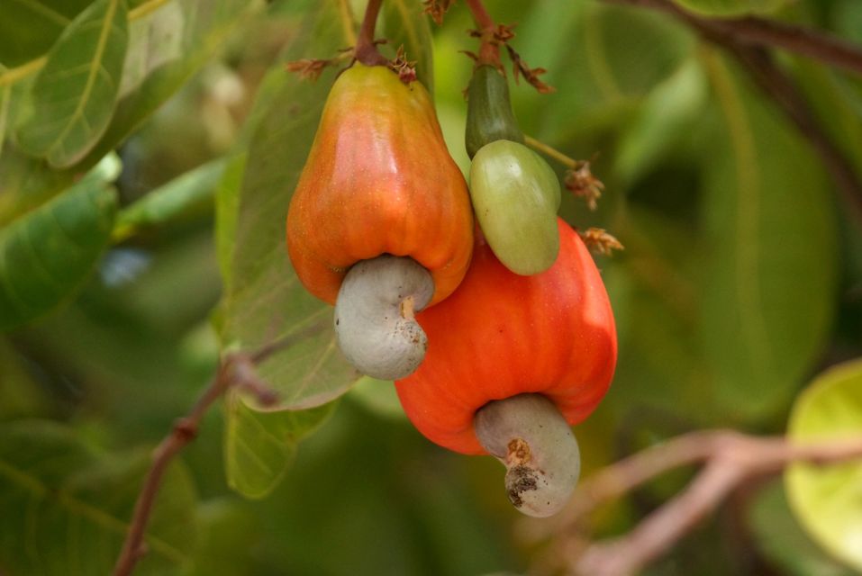 Cashew-Nuss-Baum mit Frucht und Nuss