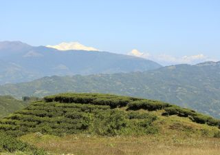 Teeplantagen mit Kanchenjunga-Massiv im Hintergrund