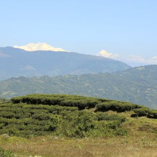 Teeplantagen mit Kanchenjunga-Massiv im Hintergrund