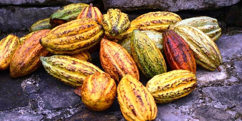 Kakao ist in gesamt Lateinamerika ein wichtiger Bestandteil, so auch in Belize