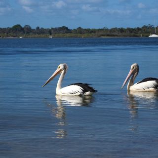 Pelikane nahe Noosa