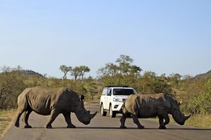 Die beiden Nashörner haben im Krüger-Nationalpark "Vorfahrt"