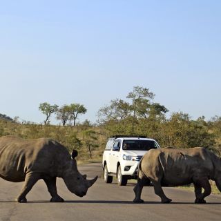 Die beiden Nashörner haben im Krüger-Nationalpark „Vorfahrt“