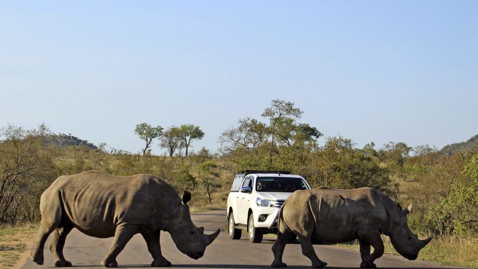 Die beiden Nashörner haben im Krüger-Nationalpark &quot;Vorfahrt&quot;