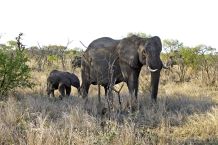 Elefantenmutter und ihr Junges im Krüger-Nationalpark