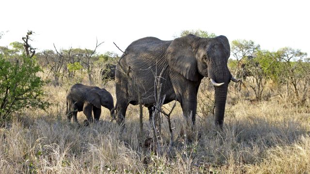 Elefantenmutter und ihr Junges im Krüger-Nationalpark