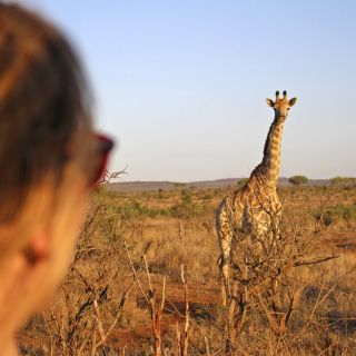Blickkontakt mit einer südafrikanischen Giraffe