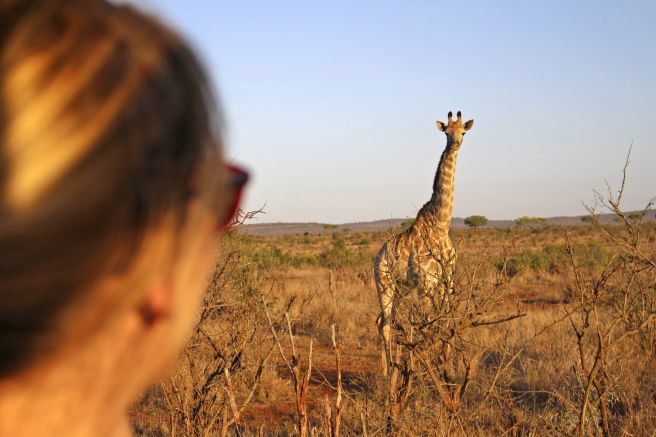 Blickkontakt mit einer südafrikanischen Giraffe