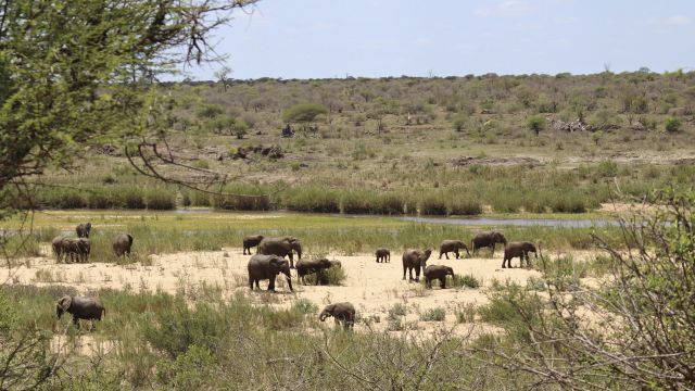Elefantenherde im Krüger-Nationalpark