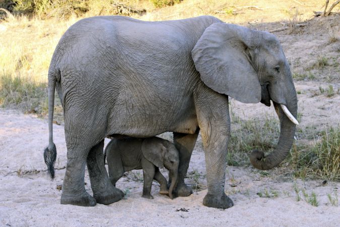 Elefantenbaby im Schutz der Mutter im Krüger-Nationalpark © Diamir