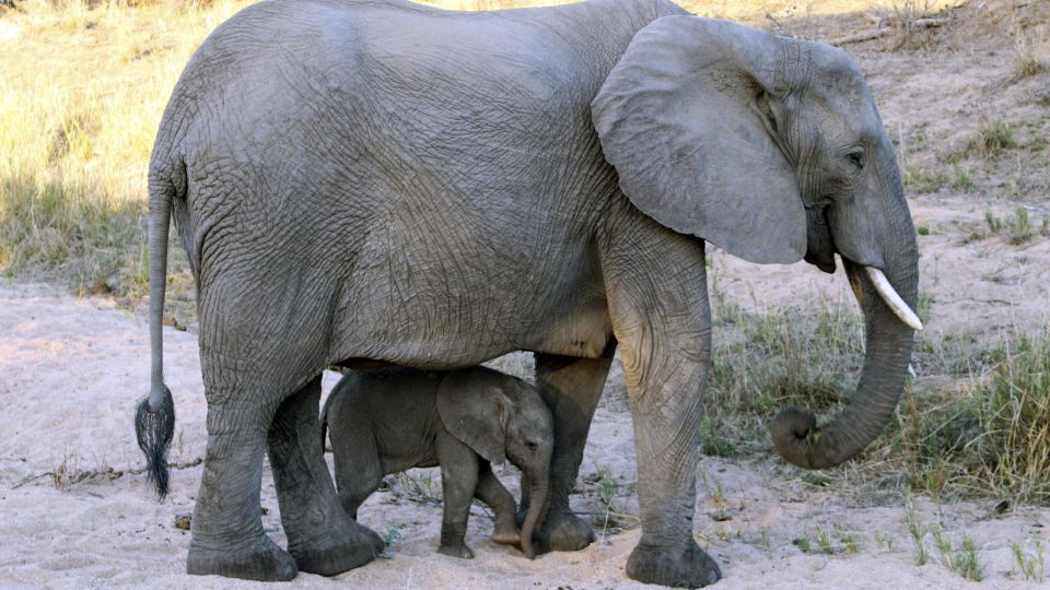 Elefantenbaby im Schutz der Mutter im Krüger-Nationalpark