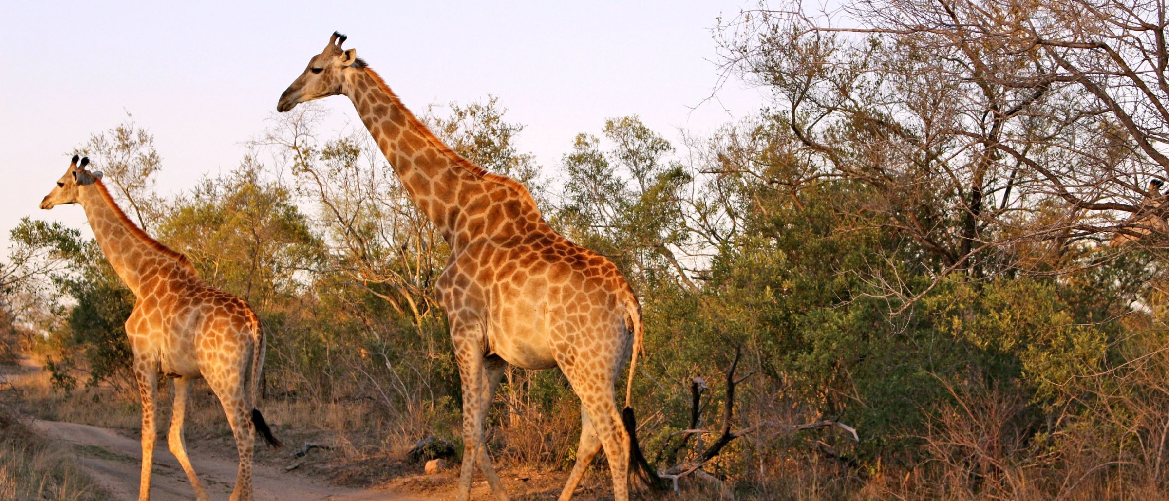 Zwei Giraffen beim Spaziergang durch den Krüger-Nationalpark